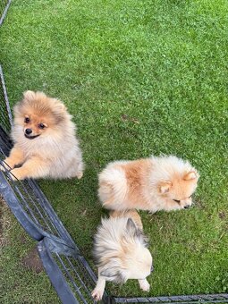 Pomeranian s PP