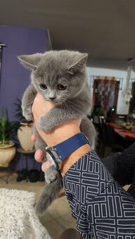 Britská modrá koťátka