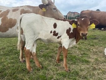 Prodám čistokrevnou jalovici Texas longhorn