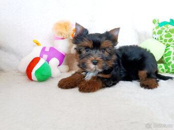 Jorkšírský teriér