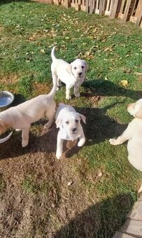 Štěňátka Labradorský retrívr