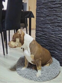 American Bully Pocket