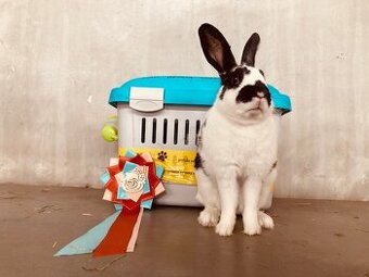 sportovní králík s pp - Lora