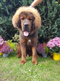 Tibetská doga štěňátka s PP( průkazem původu)