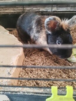 Daruji králíka i sklecí