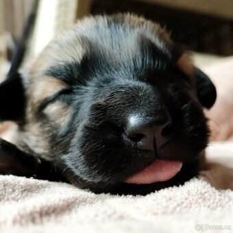 Nabízíme krásná štěňata