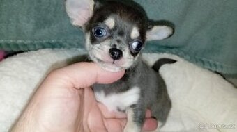 Čivava krátkosrstý pejsek