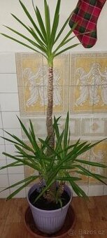 Palma- Juka obrovská