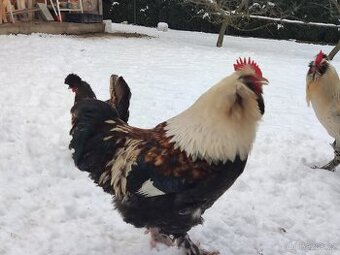Faverolka velká lososová - kohouti