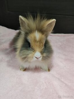 Zakrslý králíčci lvíček x teddy