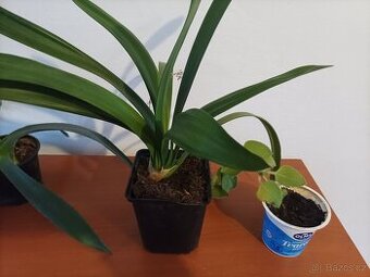 Rýmovník,migrenovník,klívie a kaktus agave