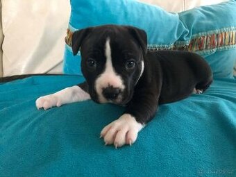 Stafordšírský bulteriér