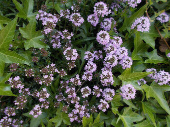 Mateřídouška (Tymián) - - viz text a fota