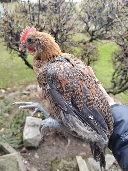 Kohoutci - česká zlatá kropenka