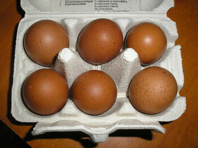 Násadové vejce Maranska měděnokrká