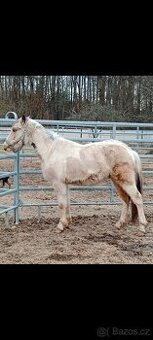 Pony valach wpbr 2023