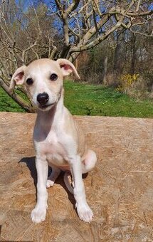 Whippet,Vipet s PP