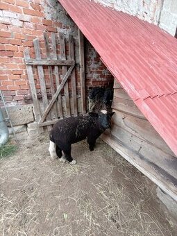Beránek