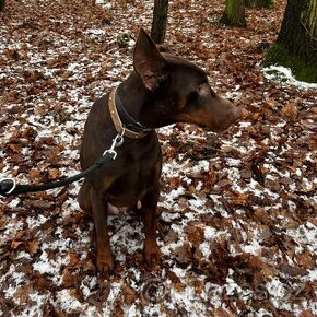 adopce Brit - 7 let