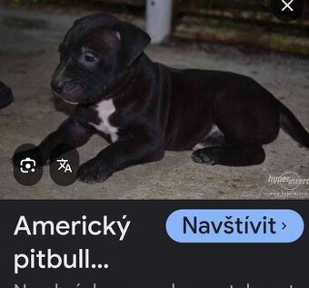 Prodám štěně pidbulla - 1
