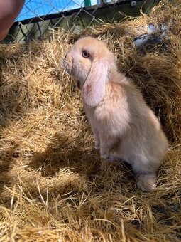 Mini lop, sameček - 1