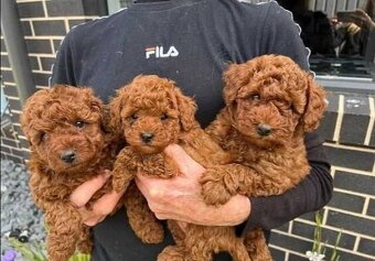 Maltipoo