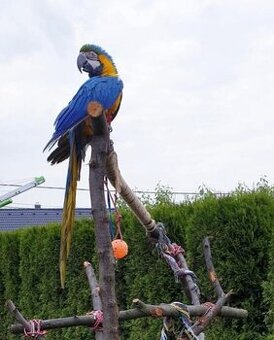 Ara ararauna