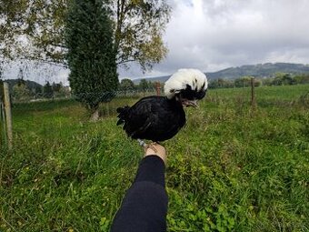 Holanďanky