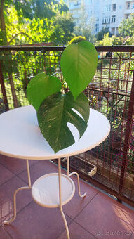 Monstera albo - č. 3