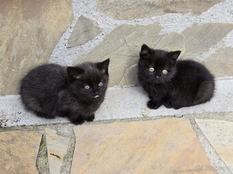 2 krásné holčičky od toulavé kočičky