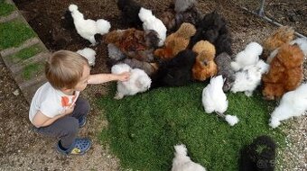 Hedvábnička velká vousatá