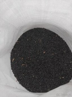 Slunečnice černá 19kc/kg