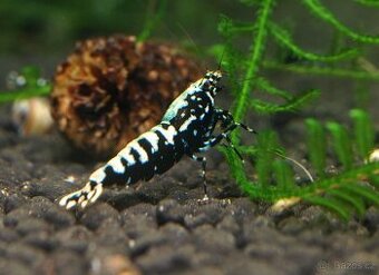 Krevetky Caridina black galaxy