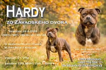 Stafordšírský bulteriér - krycí pes