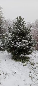 Vánoční stromeček, stromek, strom, borovice, borovička