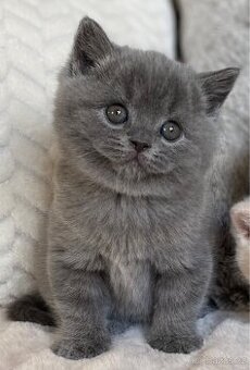 Nádherná Britská koťátka