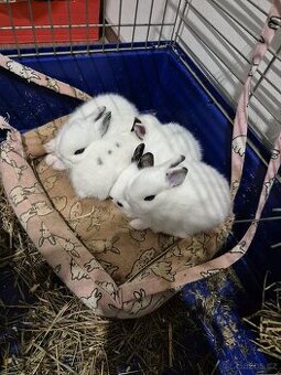 Roztomilí zakrslí králíčci