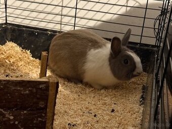 Daruji zakrslého králíka