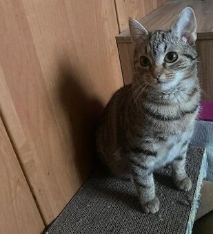 kotě kočička Lízinka 4 měsíce