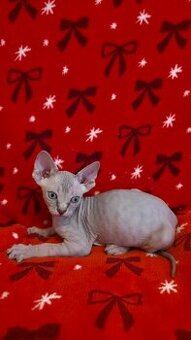 Kanadsky Sphynx