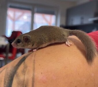 Plšík Africký - Plch africký