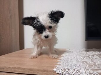 Jorkšírský biwer teriér - 1