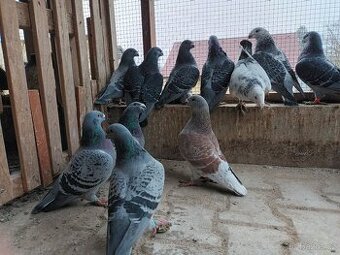 Američtí výstavní holubi