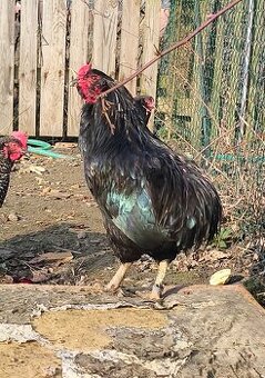 Kohout Araukana
