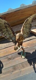 Vycpaný dravec -káně lesní