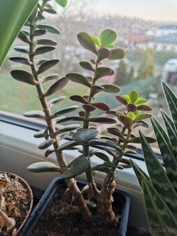 tlustice vejčitá - pokojovka