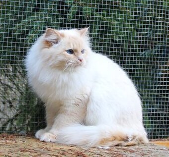 Sibiřská kočka - Neva Masqerade