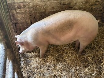 Prodej prasat (celé/půlky)