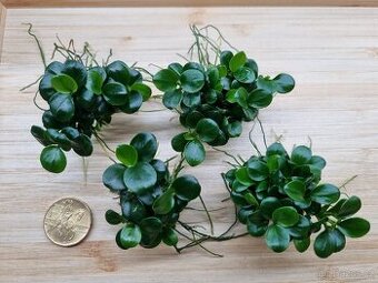 Prodam Anubias "Mini Coin"