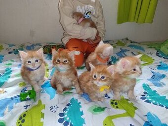 Mainská mývalí bez pp